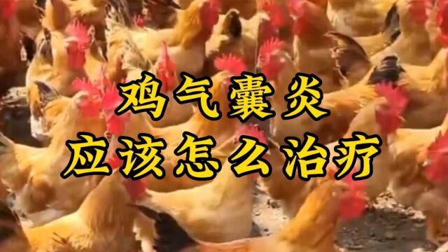 利皇动保分享:鸡气囊炎应该怎么治疗?