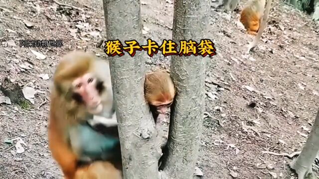 调皮的猴子#神奇动物在抖音