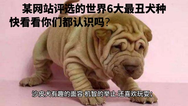 世界“最丑”的6大犬种,你们都认识吗?