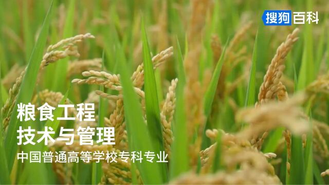 粮食工程技术与管理:粮食类专业