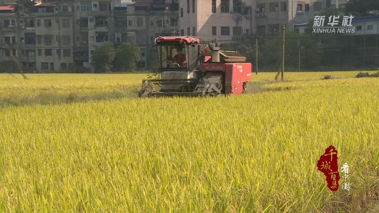 千城百县看中国|湖南祁阳:晚稻飘香收割忙