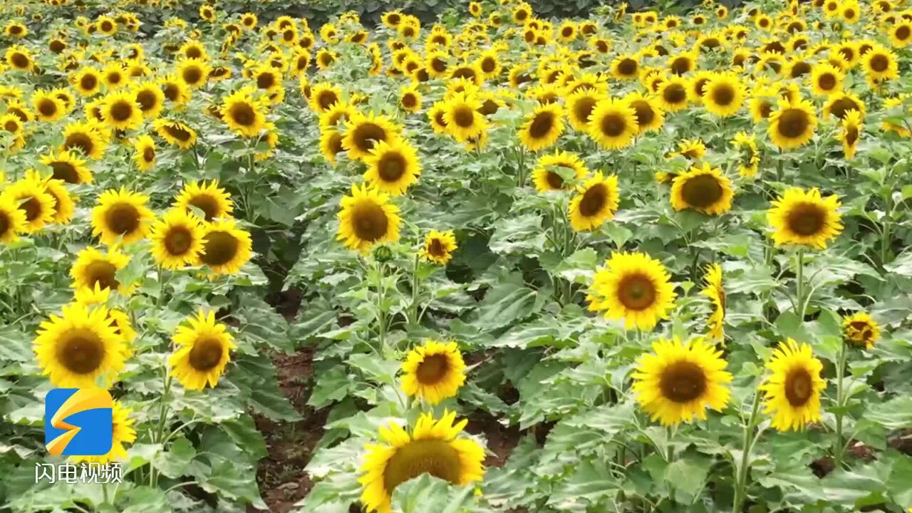 向日葵花开 绘就枣庄市中浪漫夏日画卷