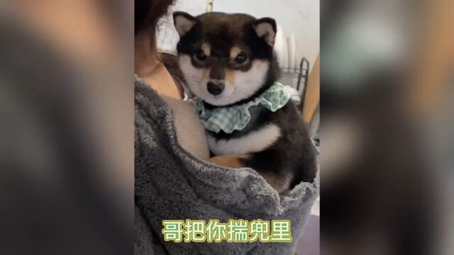 柴犬搞笑日常