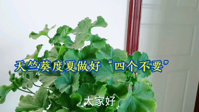 天竺葵度夏做好“四个不要”