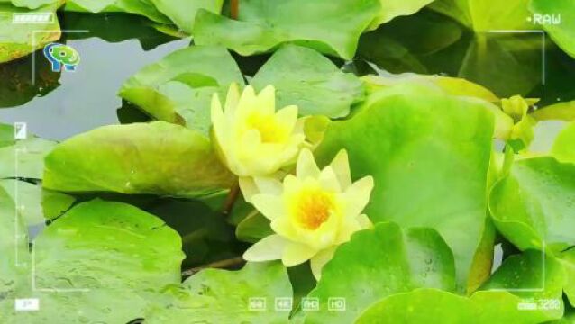 【分享】青浦和睦村大片睡莲绽放,多图带你看现场→