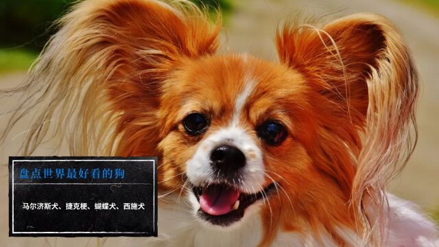 盘点世界最好看的狗马尔济斯犬、捷克梗、蝴蝶犬、西施犬