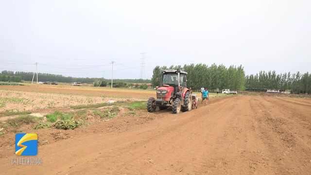 昌乐:大豆玉米带状复合种植每亩增收八九百元 科学夏管助农增收