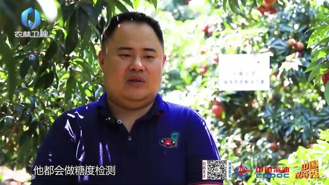 中海化学党建示范田:中海化学 粮安中国万里行——荔枝成熟甜如蜜 小康路上幸福多