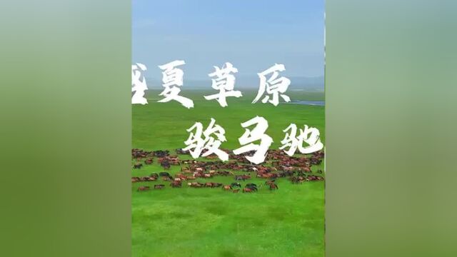 霍林郭勒:夏日草原,骏马驰骋,,作者:霍林郭勒市融媒体中心