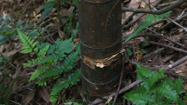 “湘”村振兴新图景丨靠山吃山 茶陵桃坑乡做强“竹经济”