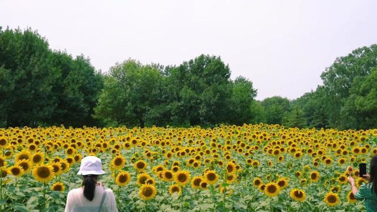 北京市,奥森向日葵花海