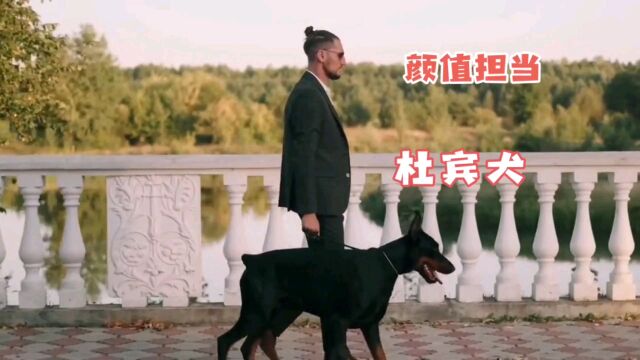 颜值担当杜宾犬