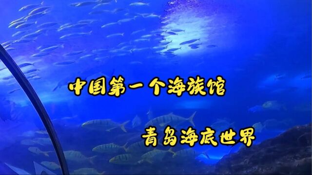 正好赶上山东景区免费,压哨抢上海底世界门票