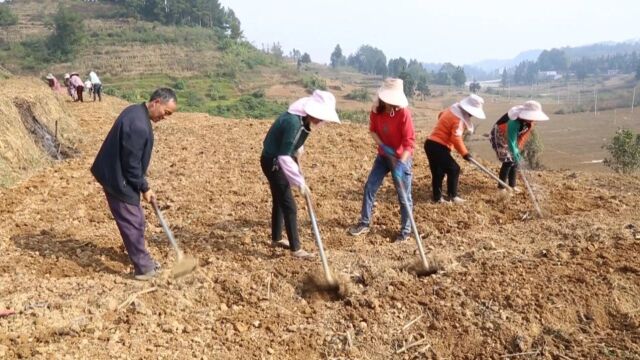 毕节:不负农时 抢抓秋冬种工作