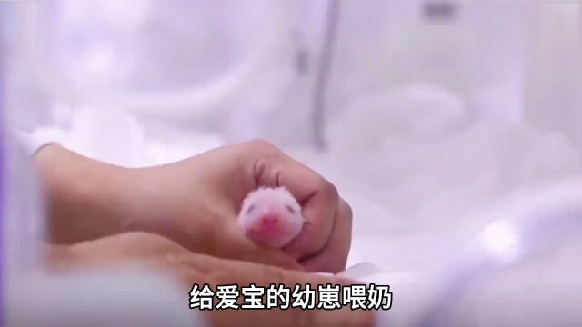 爱宝幼崽喂奶全过程