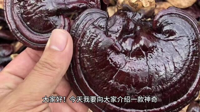 灵芝的食用方法和灵芝孢子粉的食用方法