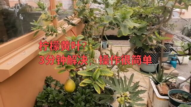 柠檬黄叶?3分钟解决,操作很简单