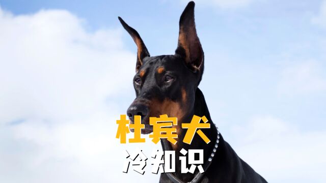 这几个杜宾犬冷知识,你都知道哪些呢?