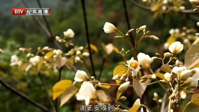 黄山毛峰如何进入上海市场?