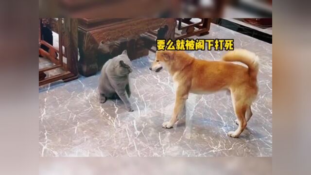 狗斗猫大战