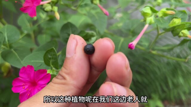 农村特别厉害的“地雷果”,日本人遇到它绕道而行,赶紧认识一下