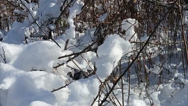 雪地里的杏树林,每一棵都披着白雪.从下往上看,犹如点缀着朵朵的棉花团.#三农 #杏树#雪景#南楼山#山里生活