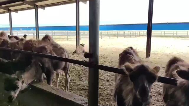 驼奶厂家带您看看冬季骆驼生活的地方~