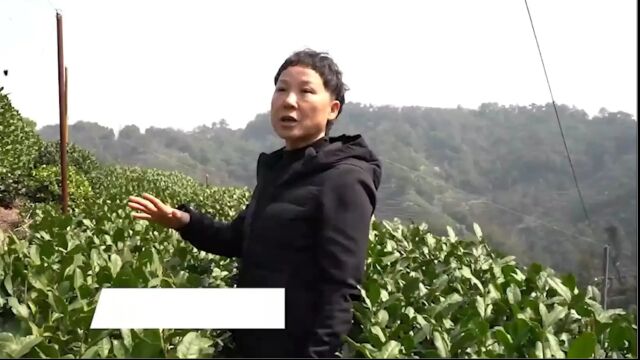 森井复合微生物肥料 茶叶种植品质提升的秘密