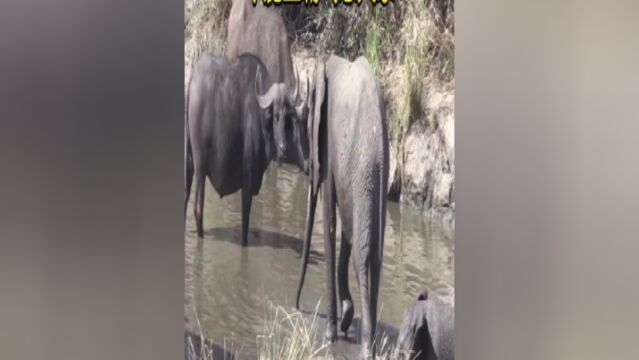 水牛霸气怼大象,一句荔枝吓的大象不得不甘拜下风