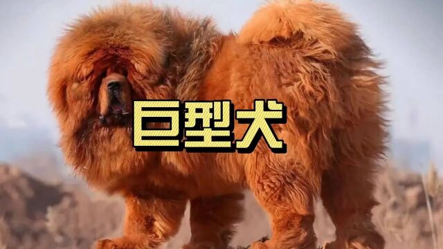 盘点六种巨型犬:大白熊、高加索犬、马士提夫犬、中国藏獒、圣伯纳犬、大丹犬