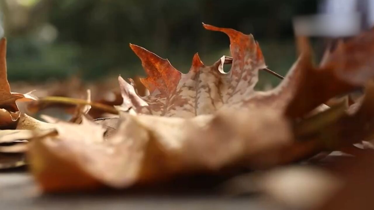 深秋仪式感,落叶成美景,市民拍出幸福感