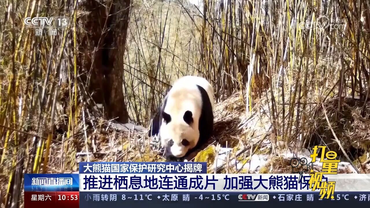 大熊猫国家保护研究中心:推进栖息地连通成片,加强大熊猫保护