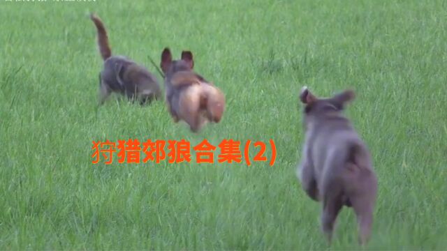 狩猎郊狼合集 当郊狼对着你嗷嗷叫的时候 你就应该知道给它一发了