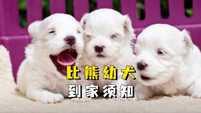 比熊幼犬怎么养?这份饲养指南建议收藏!