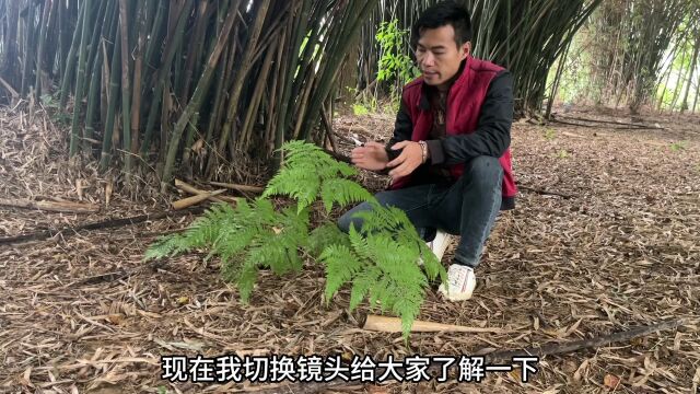 农村不起眼的“化癌草”,用途在我国很多人都不了解,赶快认识下