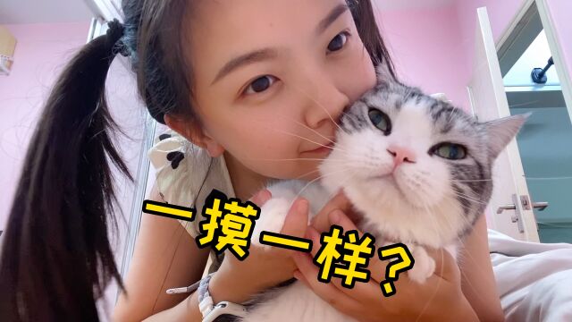 听说养猫久了,会和猫越来越像?