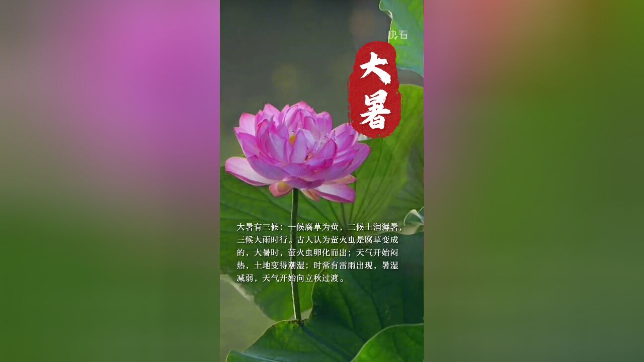 今天是大暑,夏季的最后一个节气.大暑有三候:一候腐草为萤,二候土润溽暑,三候大雨时行.