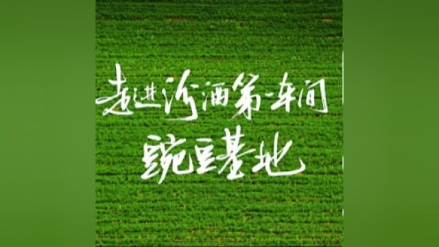 “走进汾酒第一车间”全国主流媒体原粮(豌豆)基地行将举行