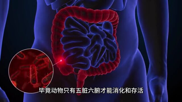 海参突然痉挛,喷出“五脏六腑”,吃货:养一只能无限吃吗?