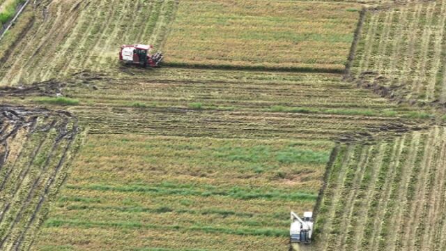 为应对台风来袭 温岭马力全开助力12.7万亩早稻抢收