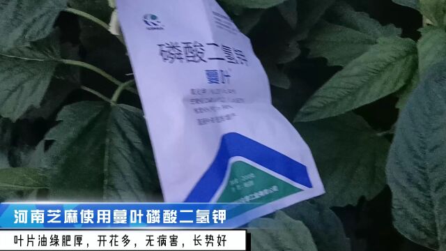 磷酸二氢钾厂家河南芝麻使用爱施蔓蔓叶磷酸二氢钾,植株健壮,叶片油绿肥厚,开花多,长势好