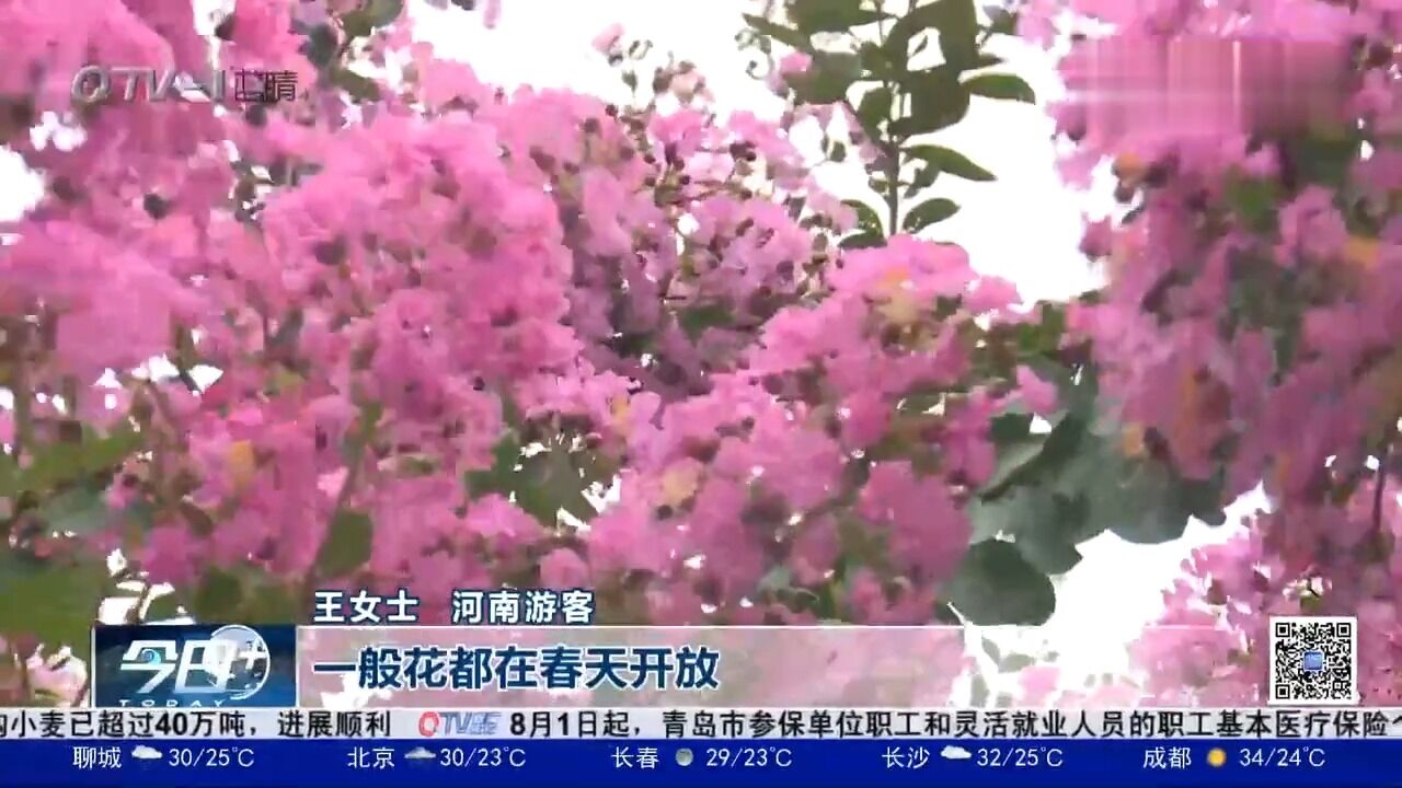 紫薇花开,来青岛中山公园欣赏不一样的夏季之美