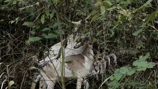 【来自曾经深度贫困村的报道】纸房这对“羊倌夫妻”身居绿水青山 垒起金山银山