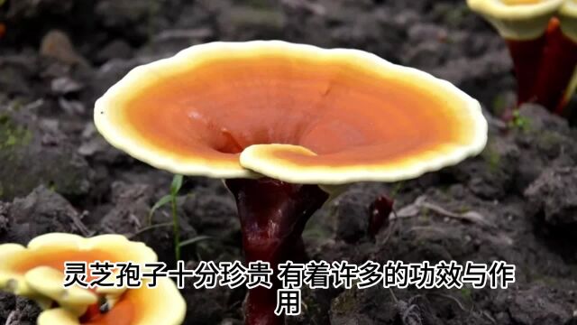 灵芝孢子的功效与作用,灵芝孢子主治与功效