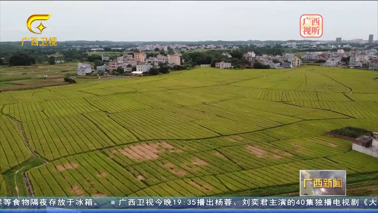 广西种业振兴行动开局良好 稻种资源保存数量居全国首位