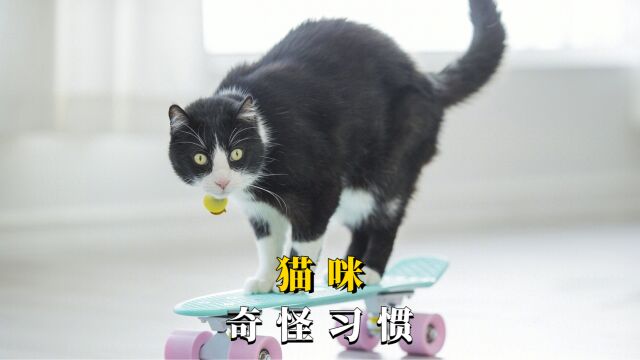 听说每只猫咪都会有一些奇怪的习惯?