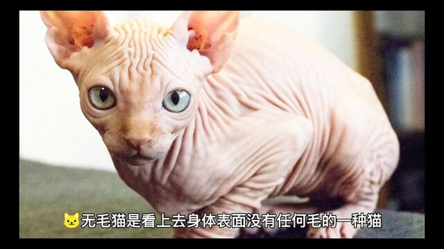 无毛猫,你怕不怕