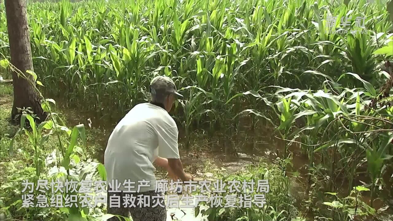 河北廊坊:加紧恢复农业生产 保证农产品供应