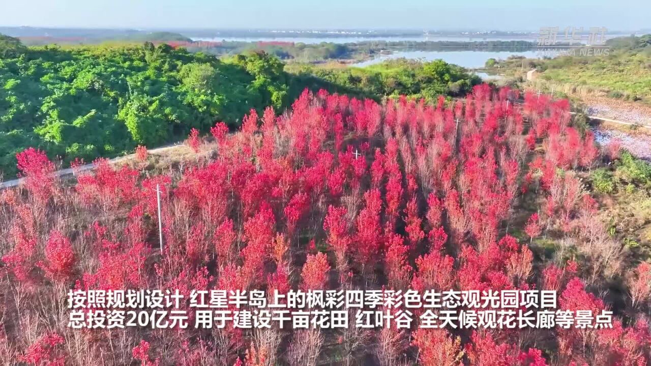 湖北黄石:看红叶 赏红枫 彩色“海洋”如诗如画