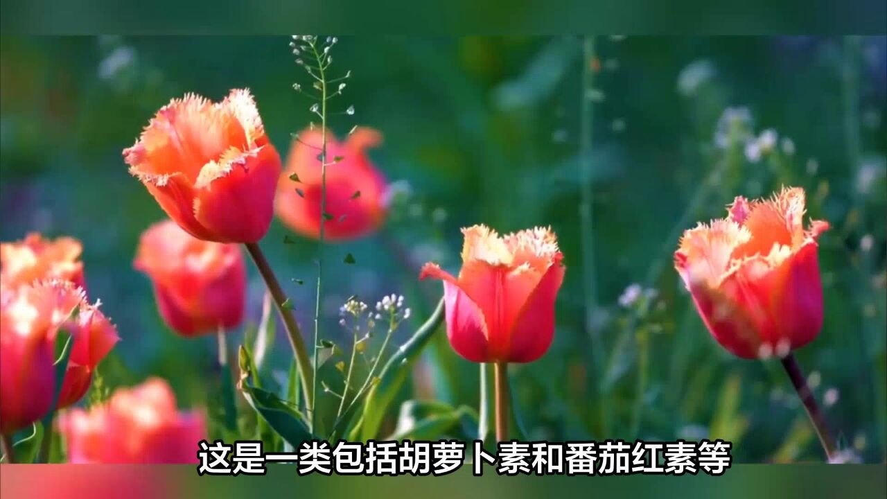 为什么花朵有各种不同的颜色?